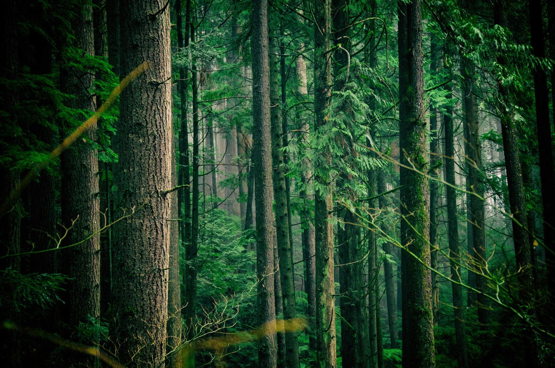 Sous-bois de forêt verdoyante
